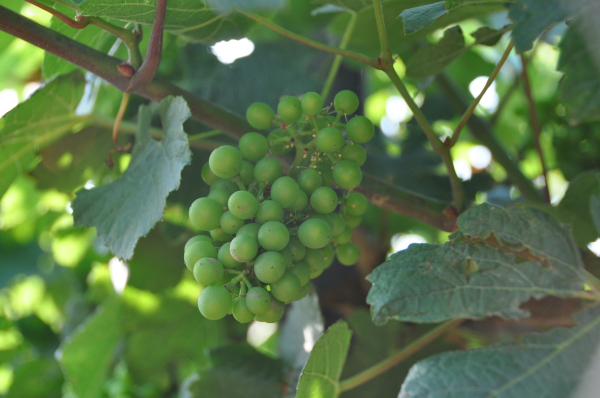 Vignoble