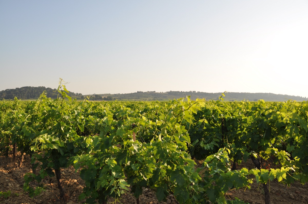 Rangs de vignes