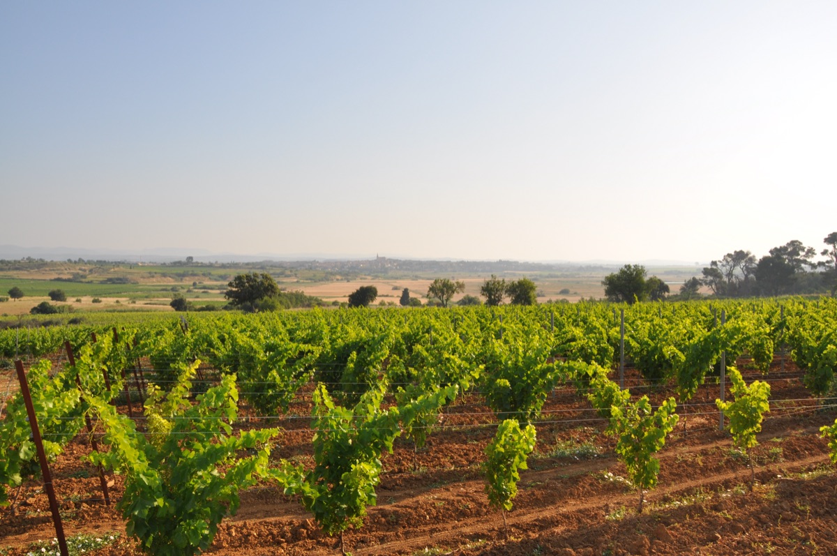Dans les vignes