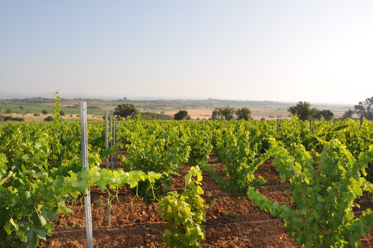 Vendanges