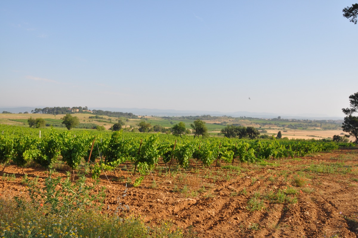 Les vignes